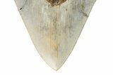 Serrated, Fossil Megalodon Tooth - West Java, Indonesia #226244-3